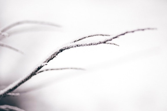 snow, branch, snowflake