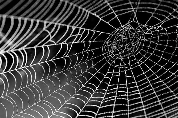 örümcek, web, doku, çiğ