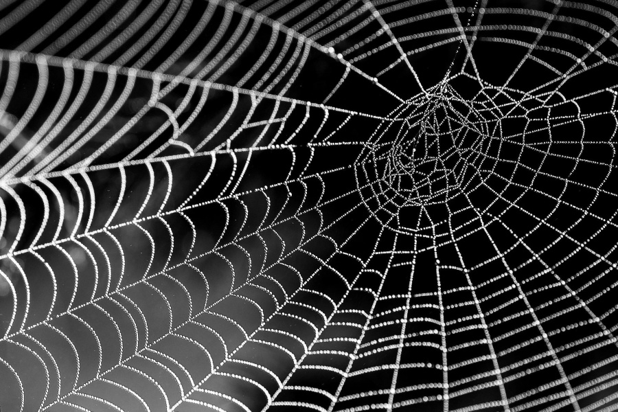 Aranha, web, textura, orvalho