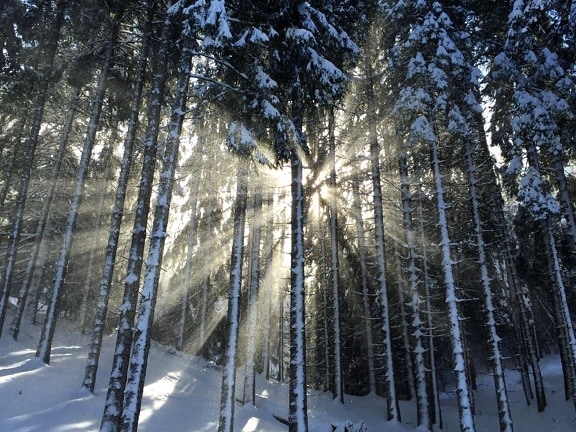 Sun, snow, skov, is, landskab, træ, fir, frosset