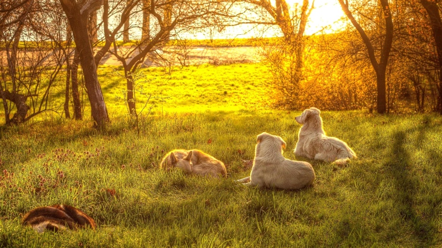 zachód słońca, pies, trawa