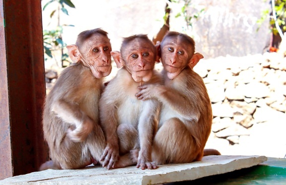 majmun, primata, makaki, životinja