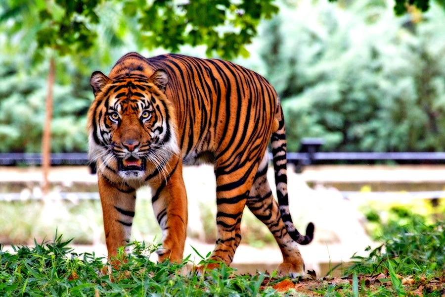 Harimau liar, kucing, harimau, kucing, predator