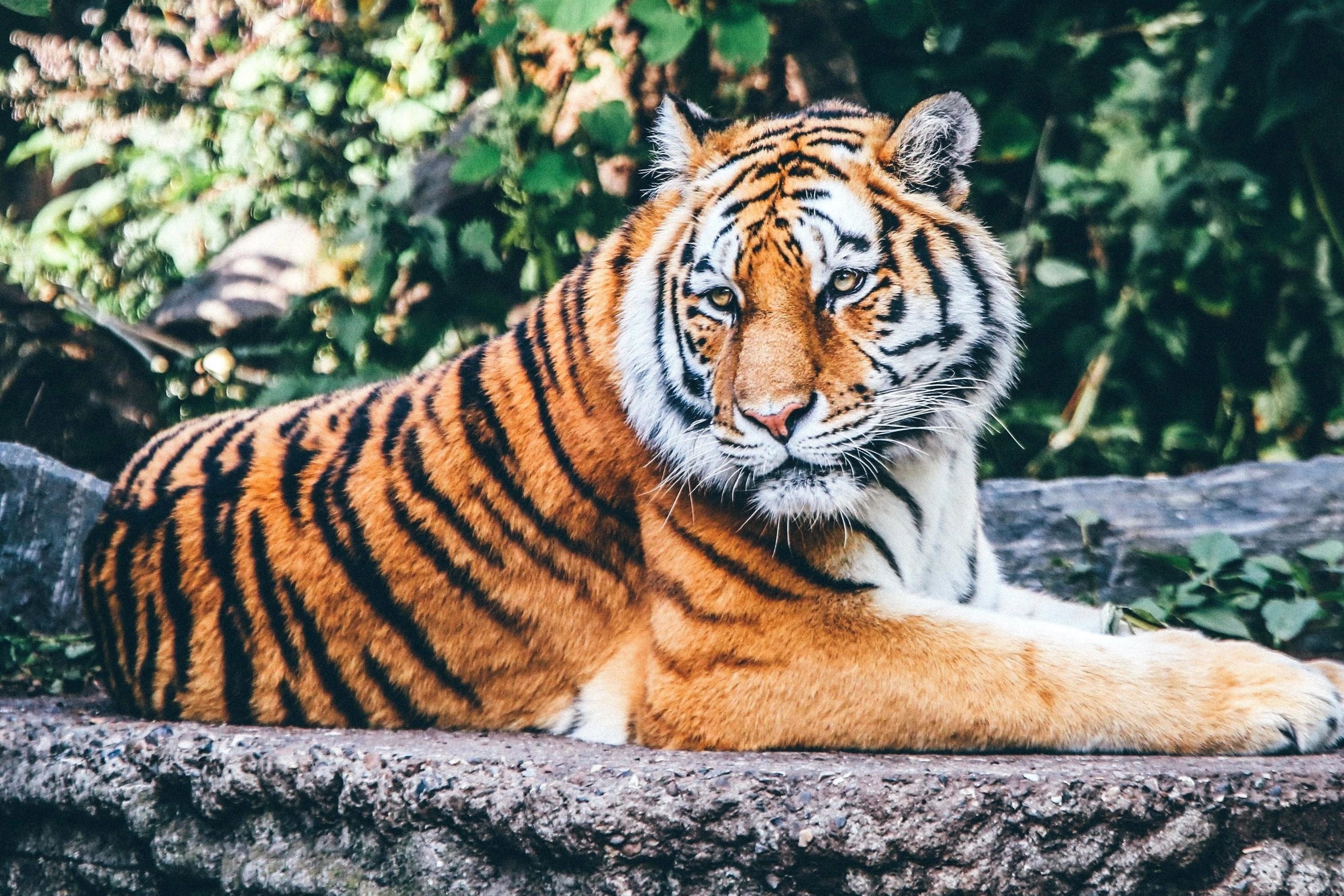 36 ideias de Tigre 3D  gatos selvagens, animais selvagens, animais  silvestres