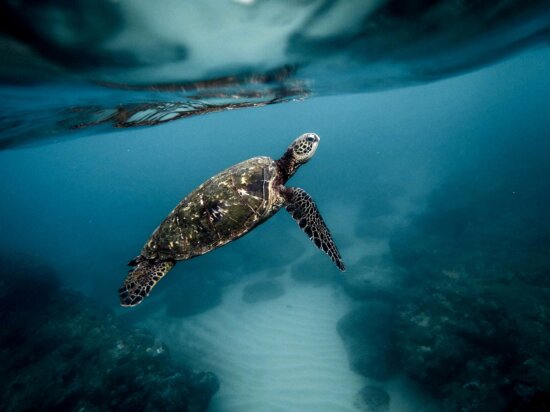 Free picture: sea turtle, swimming, loggerhead