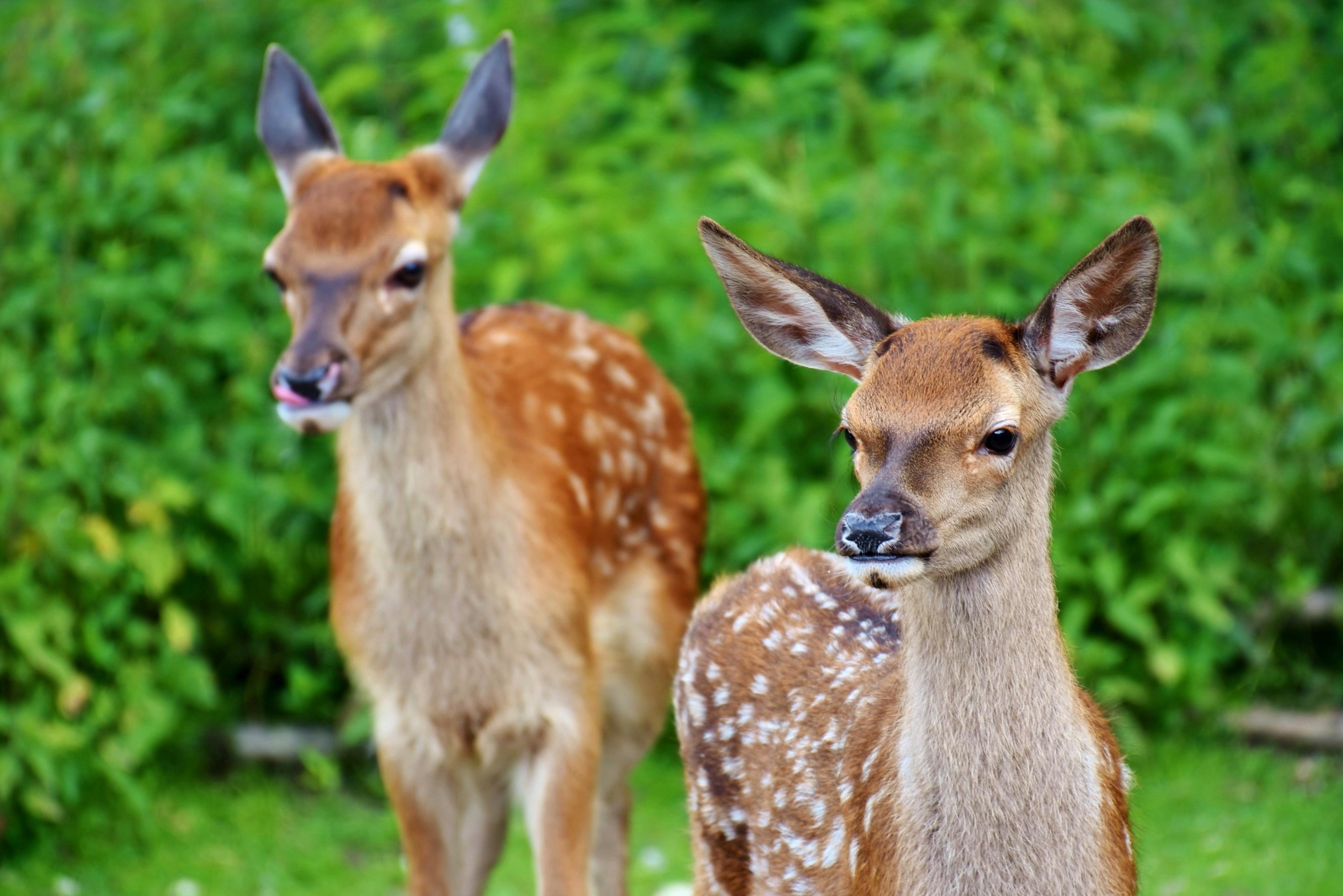 Free picture: wild, deer, animal, wildlife, brown