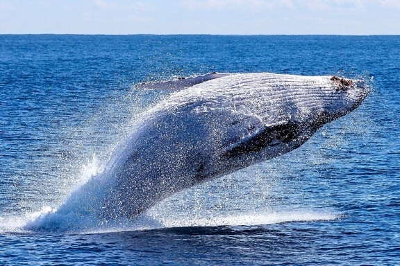 鲸鱼, 海洋, 自然, 动物, 波浪