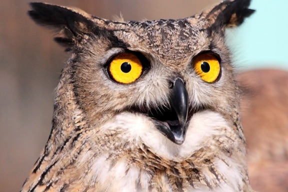 eye, owl, bird