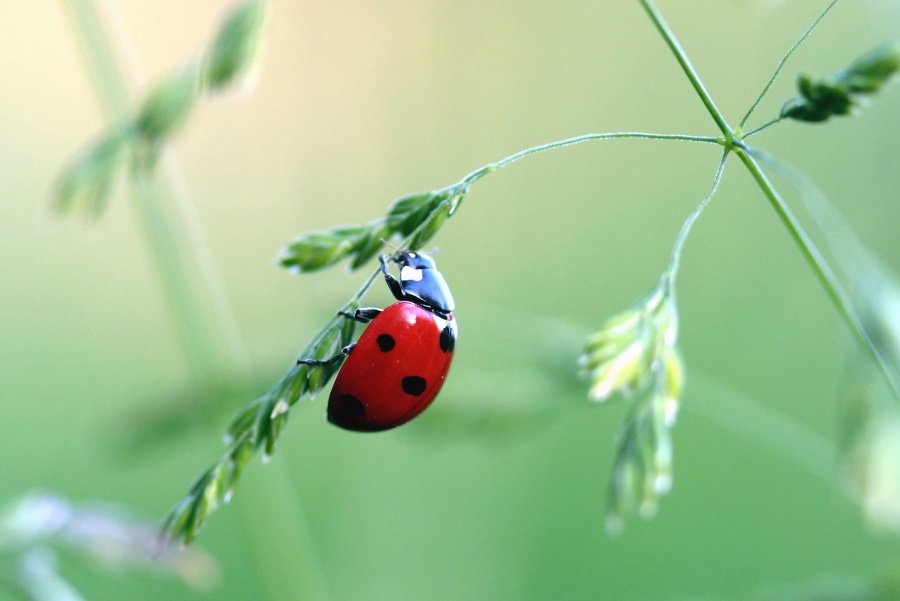 Ladybug, blad, anlegg, insekter, dyr