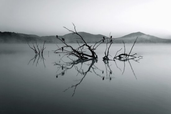 lake, branch, mountain, water, fog