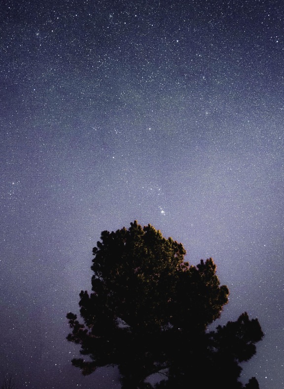 tree, star, universe, night, treetop