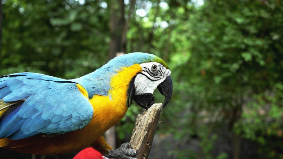 burung beo Macaw, paruh, kayu, warna-warni, bulu,