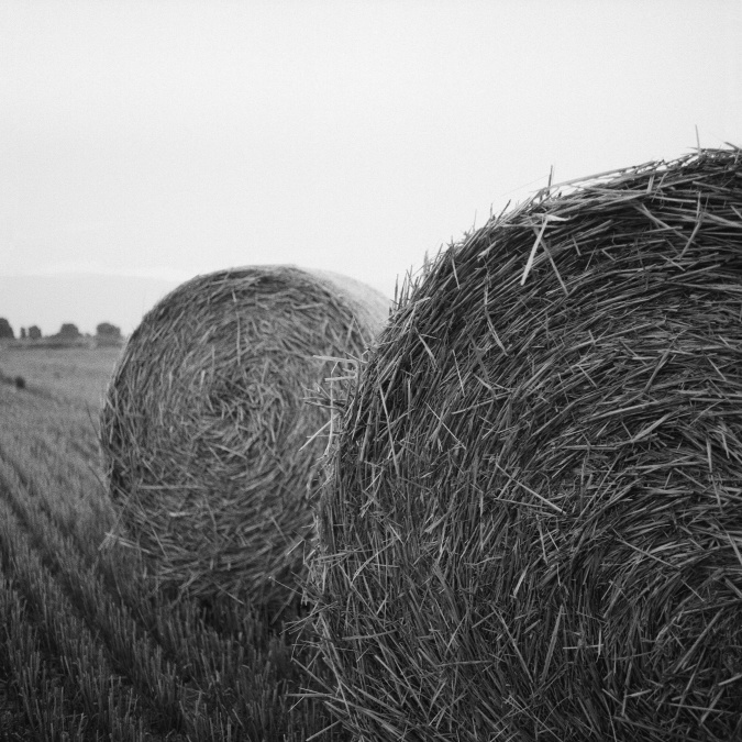straw, agriculture, farming, grain, field
