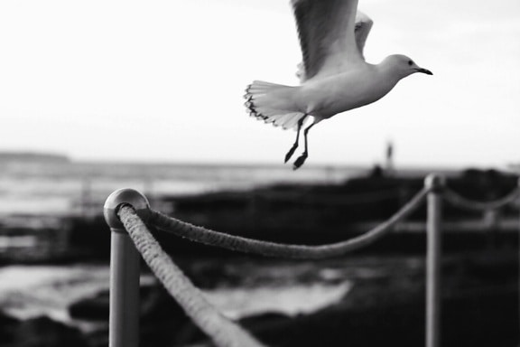 Seagull, dây thừng, cột, chim, lông vũ, chuyến bay