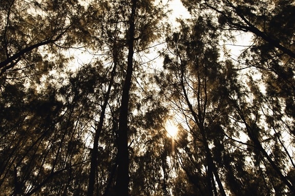 forests, Sun, treetop, branch, nature, tree