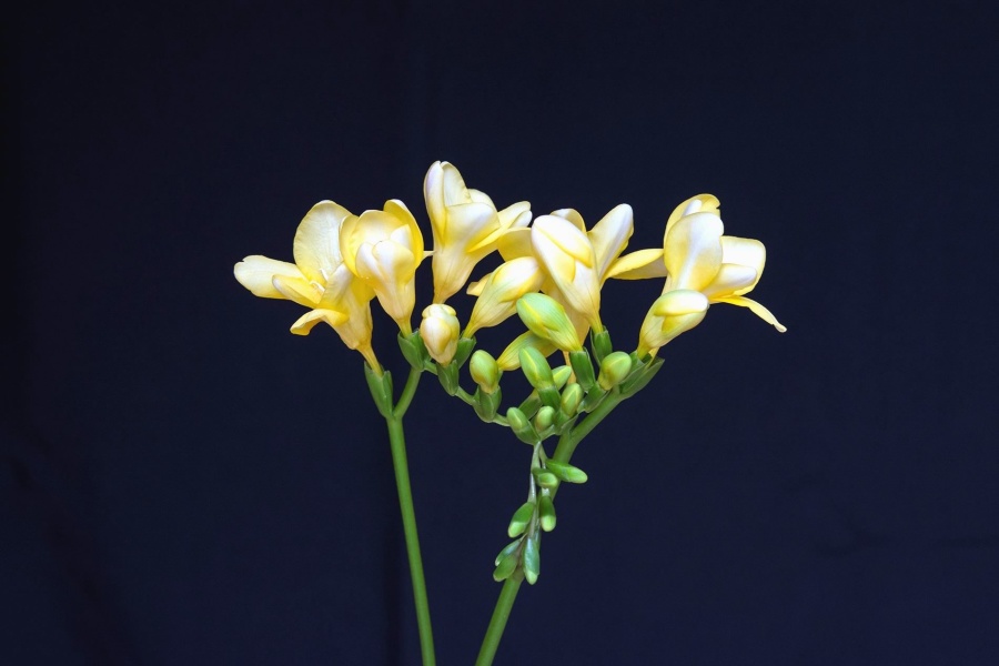 flor, haste, pétala de flor amarela, broto, planta