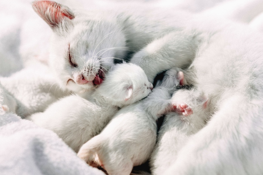 hvit, katten, kattunger, dyr, kjæledyr, pels
