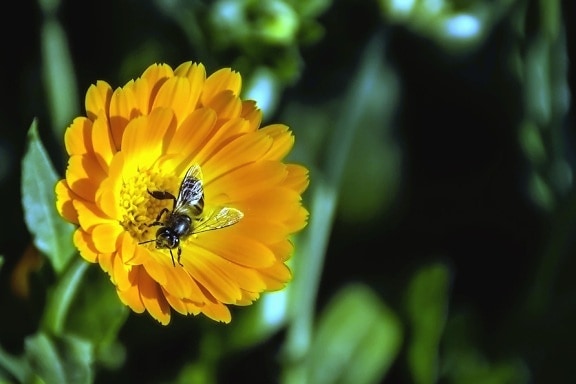 Bee, blomst, pollinering, pollen, anlegg, insekt