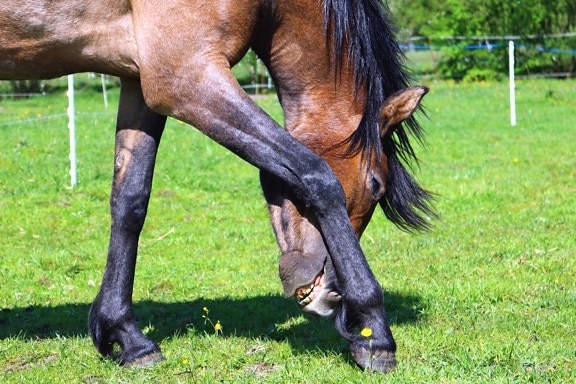 konj, životinja, kosu, nogu, kopito, trava, glava