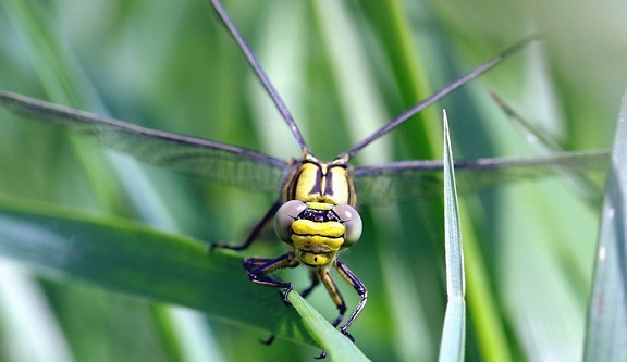 dragonfly, insect, leaf, plant, wetland