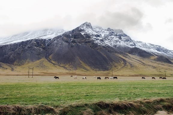 horse, meadow, mountain, rocks, snow, valley, animal, grass