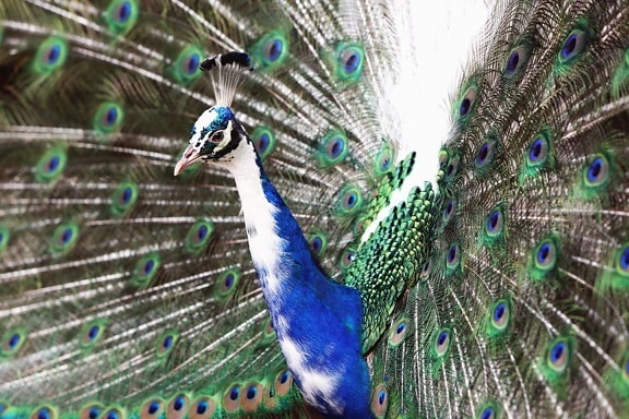 Indian peacock, bird, beak, feather, animal, eye