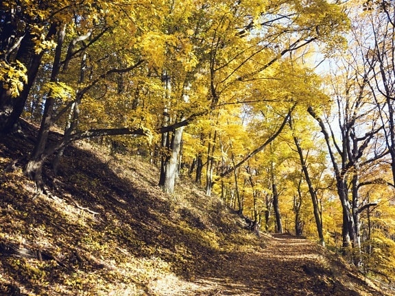 森林, 木头, 路, 山, 自然, 秋天, 颜色, 叶子