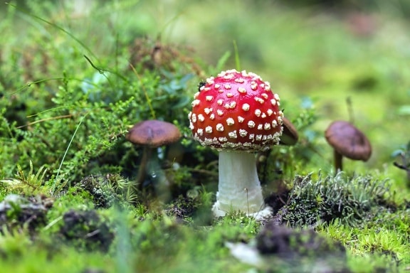 mushroom, grass, moss, nature, plant