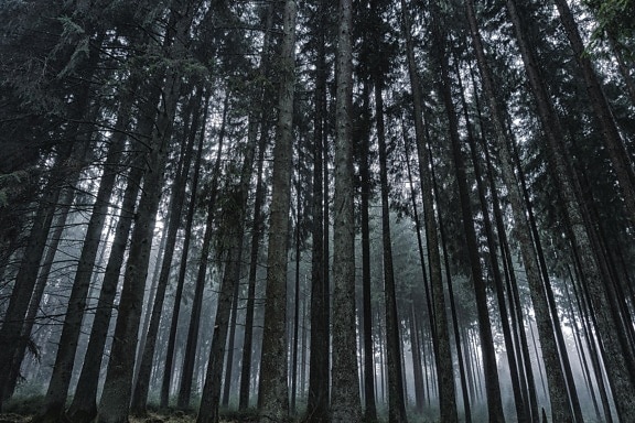 木材、森林、木、自然、霧