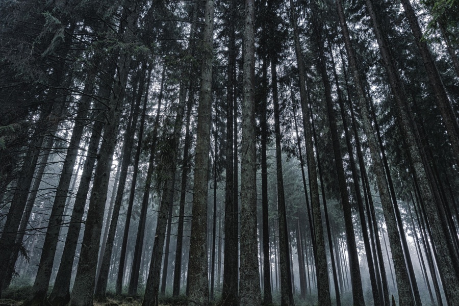 dřevo, Les, strom, příroda, mlha
