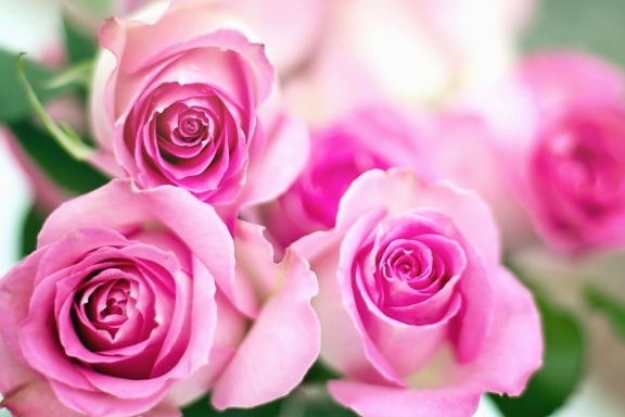 троянди, Брунька, Пелюстка. квітка, рожевий, листя, садові