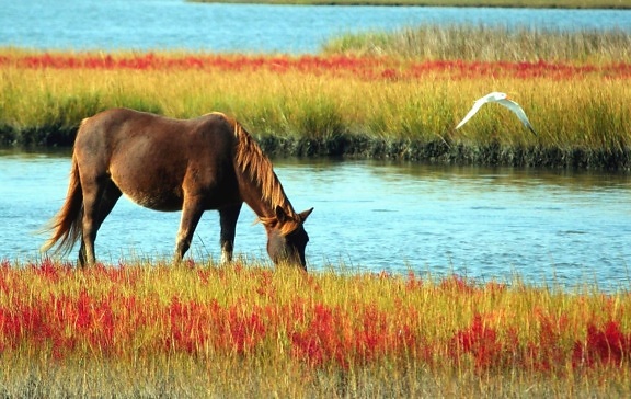 kuda, padang rumput, sungai, air, burung, binatang, bunga