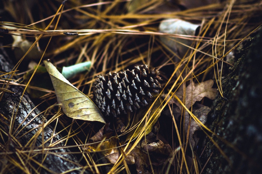pinecone, seed, leaf, forest, autumn, tree, branch