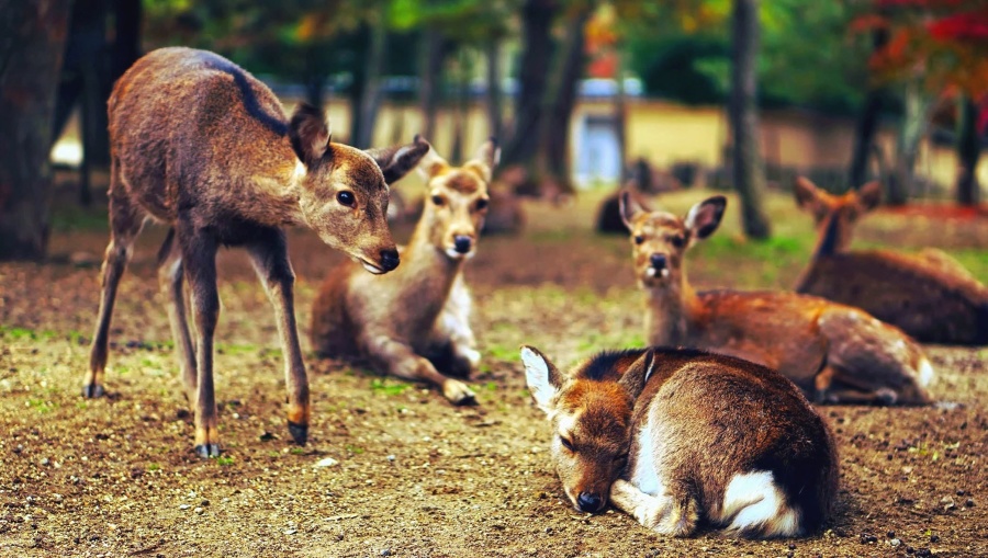 deer, grass, animals, wildlife, wood, park