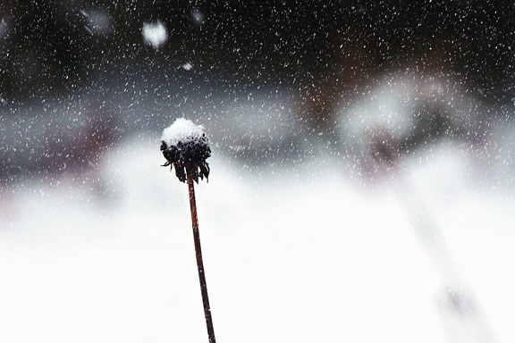 stems, plant, snow, winter, cold, withered, cold, ice