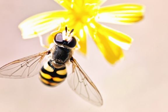 Bee, vinger, insekt, blomst, pollen, pollinering