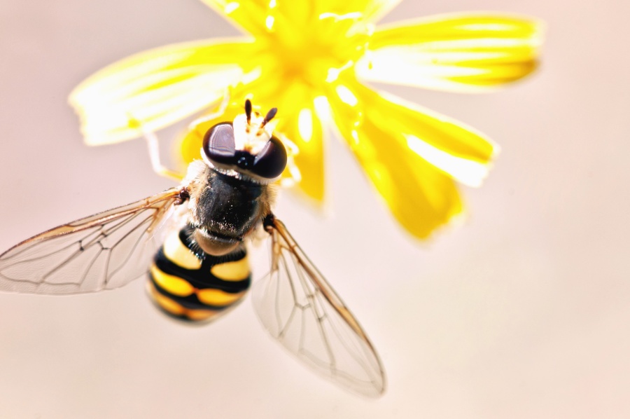 Bee, vingar, insekt, blomma, pollen, pollinering