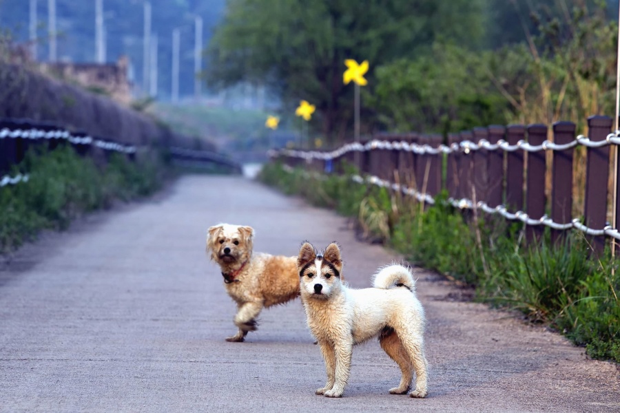 câine, animale de companie, animale, gard, trotuar, street, lemn, iarba