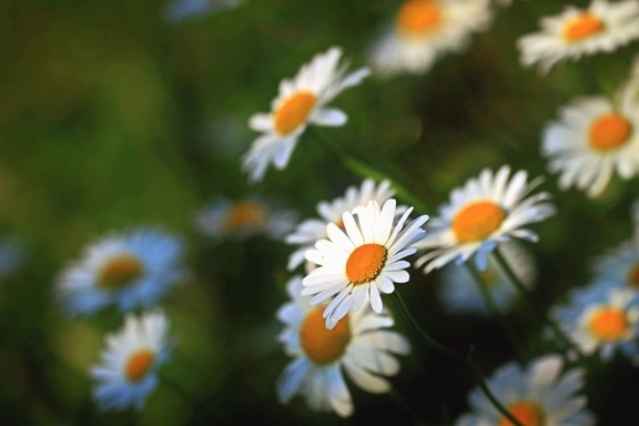Daisy, bitki, yaprakları, doğa, Bahar, polen