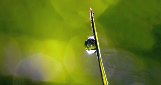 dew, water, plant, reflection, water, wet, grass