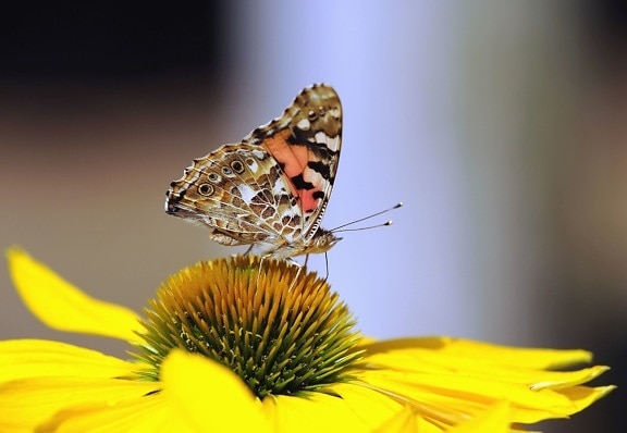 kupu-kupu, kelopak bunga, musim semi, serbuk sari, penyerbukan, tanaman, serangga