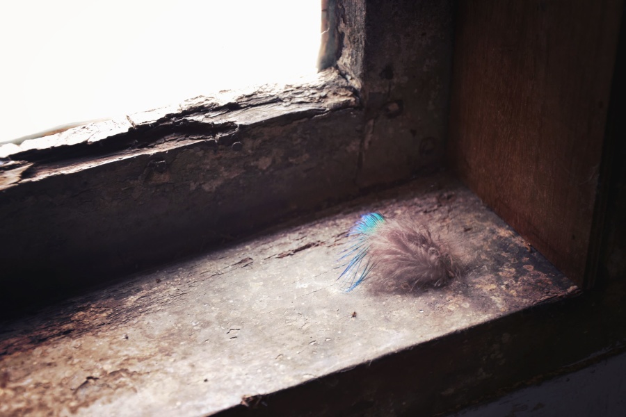 wall, window, concrete, feather, wood