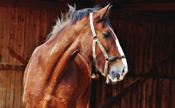 horse, thoroughbred, animal, farm, brown, stall