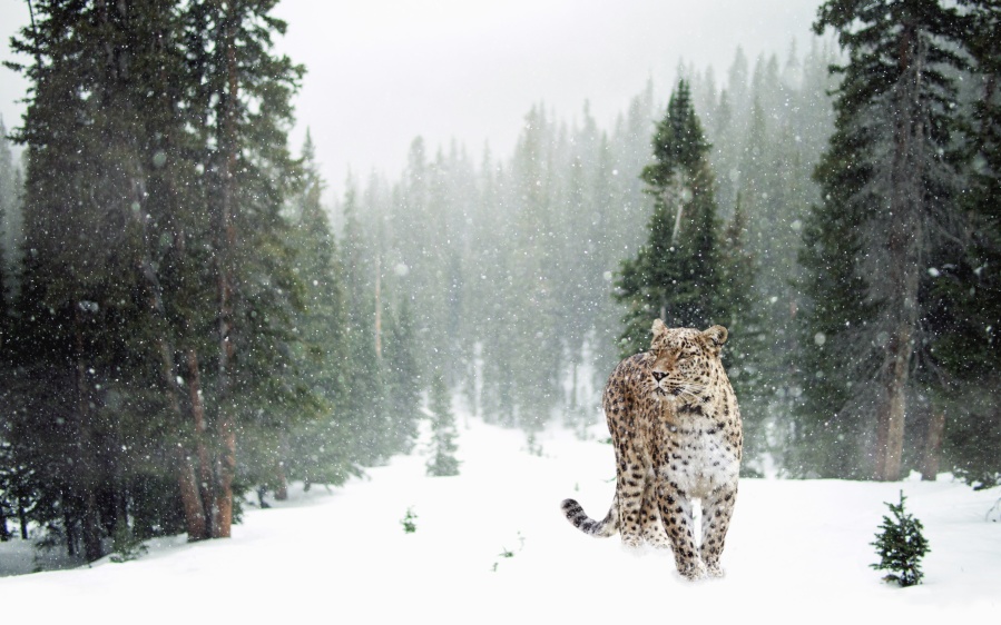 tree, snow, leopard, animal, predator, winter, landscape