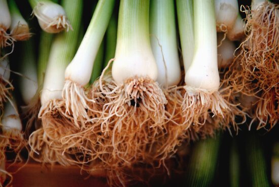 onion, garlic, food, vegetable, fresh, cooking, healthy, ingredient, spice