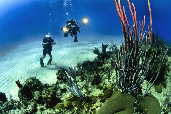 dykker, under vann, hav, sjø, sand, vann, alger, stein