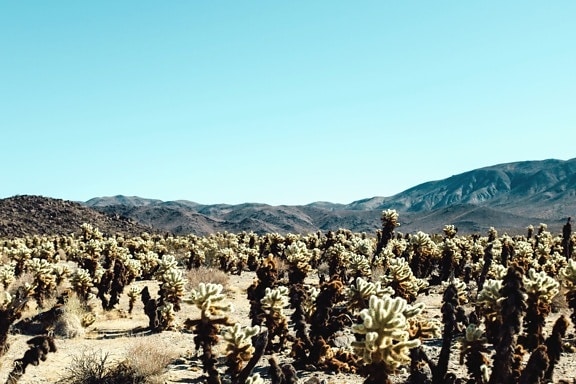 landscape, mountain, sky, valley, canyon, travel, cactus, plant