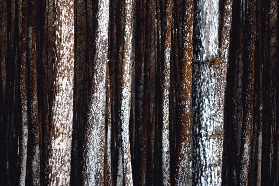 texture, pine, material, wood, brown, texture, bark