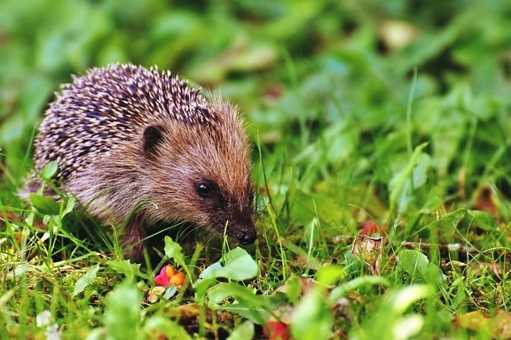 hedgehog, cỏ, động vật, thiên nhiên
