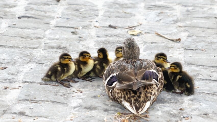 Free picture: duck, bird, animal, feather, duckling, bird